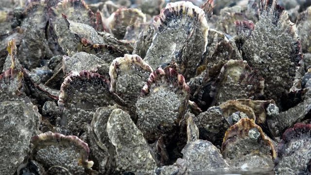 Seepocken, Miesmuscheln, Austern, Wattenmeer
