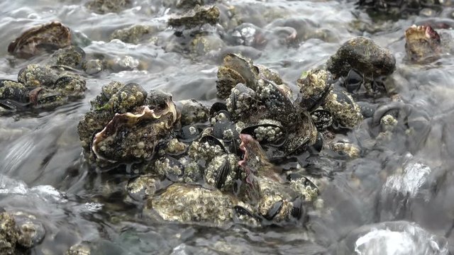 Seepocken, Miesmuscheln, Austern, Wattenmeer