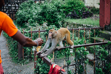indian monkey takes bread from man