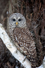 Barred Owl taken in southern MN under controlled conditions