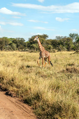 Giraffes in the savannah of Tanzania