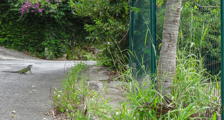 Guadeloupe - between sea and ocean