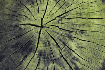 Detailed green old stump in a background composition