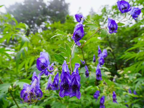 ミヤマトリカブト の画像 440 件の Stock 写真 ベクターおよびビデオ Adobe Stock