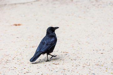 Obraz premium Walking crow in city