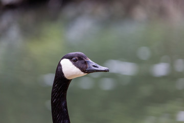 Portrait of canadian goose