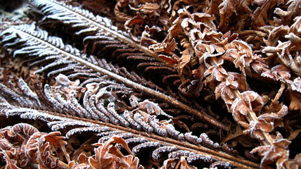  frost on dry fern leaves