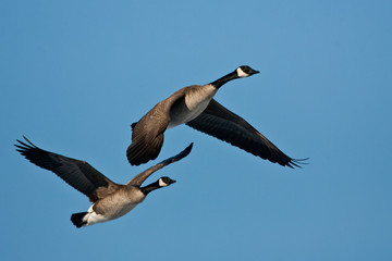 Canada Goose pair in flight taken in southern MN in the wild
