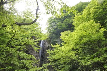 Fototapeta premium 丹沢山地 早戸大滝