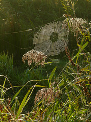 Spinnennetz benetzt mit Tau im Morgenlicht