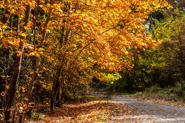 Autumn forest with country road at sunset. Colorful landscape with trees, rural road, orange and red leaves, sun in fall. Travel. Autumn background. Amazing forest with vibrant foliage in day