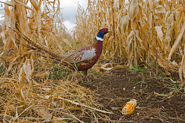 Ring-necked Pheasant, Phasianus colchicus
