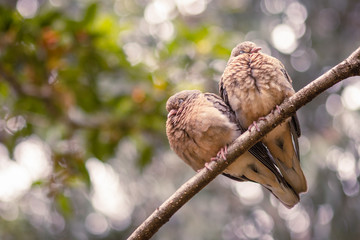 A copple of birds, a Dove heart