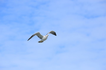 Fototapeta na wymiar ウミネコ　成鳥　Black-tailed gull