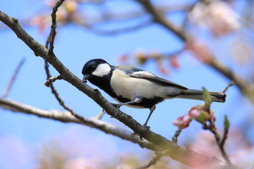 シジュウカラ　Japanese tit
