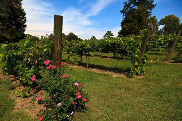 Grapevines in North Carolina in the Yadkin Valley Area