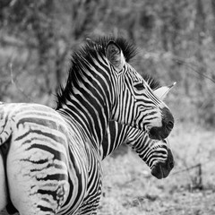 Obraz na płótnie Canvas ein Zebra Paar in Südafrika