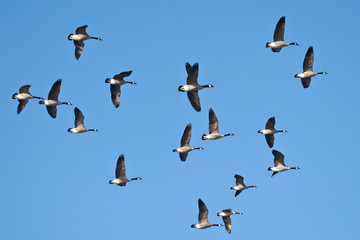 Canada Goose flight taken in southern MN in the wild