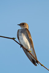 Northern Rough-winged Swallow taken in Tucson AZ