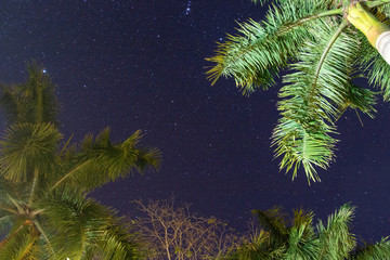 Fototapeta na wymiar Costa Rica Palme unter Sternenhimmel