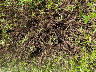 Half dead decoration plant in near winter season