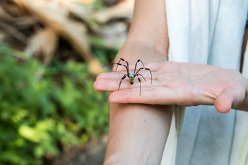 Junge Frau hat eine Seidennetzspinne auf ihrer Hand im Regenwald von Costa Rica
