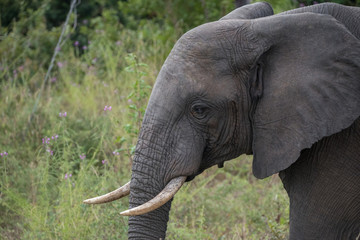 Obraz premium African Elephant