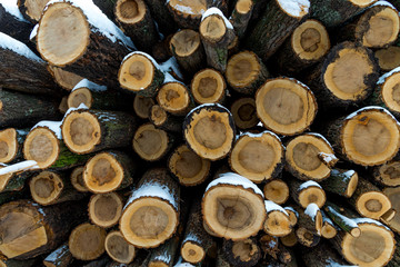 Pile of wood covered by white snow