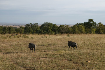 Naklejka na ściany i meble The dispute of two females of wild boar Tanzania Africa