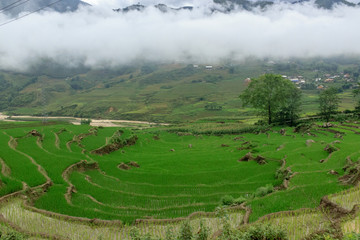 lush green rice fields in sapa vietnam