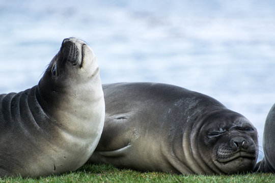 Elephant Seal