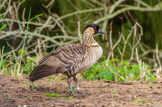 Nene bird (Branta sandvicensis), also known as nēnē and Hawaiian goose, is endemic to the Hawaiian Islands, and is the official bird of the state of Hawaii.
