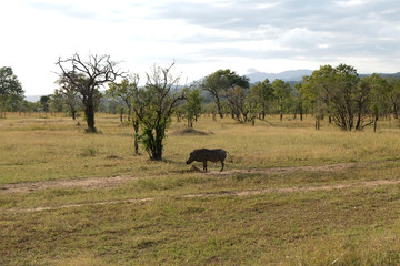 wild boar walks across the field in its natural habitat Tanzania Africa