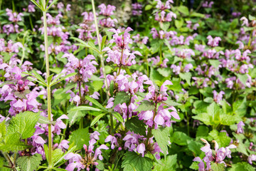 False nettle (lamium maculatum) with pink and white flowers.