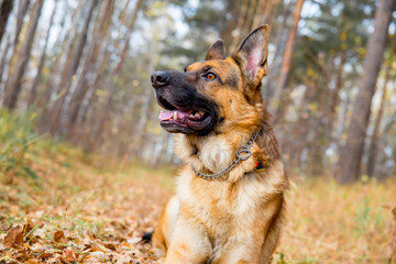 A girl walking her dog in colorful autumn forest
