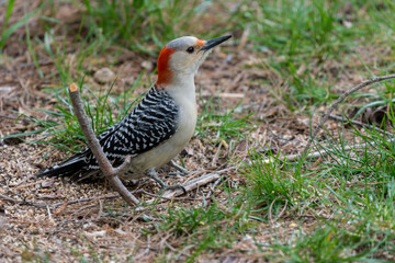 Female Red-bellied Woodpecker (Melanerpes carolinus) on the ground in Michigan, USA.