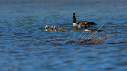 Two adult and five young Canada Geese (Branta canadensis) swimming in Grand Traverse Bay, Michigan, USA.