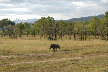 Naklejka na ściany i meble wild boar walks across the field in its natural habitat Tanzania Africa