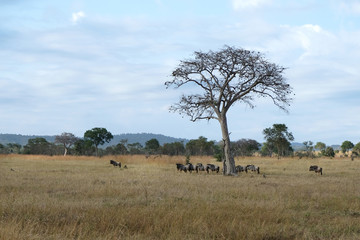 Fototapeta na wymiar herd of wildebeest in field Tanzania Africa big dry tree