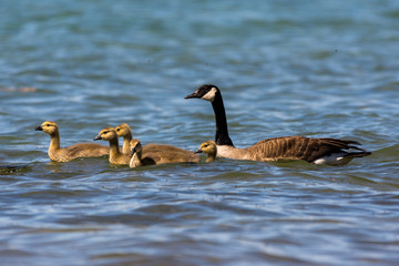 Two adult and five young Canada Geese (Branta canadensis) swimming in Grand Traverse Bay, Michigan, USA.