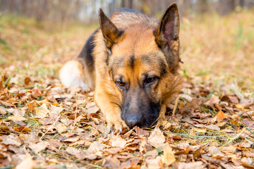 A girl walking her dog in colorful autumn forest
