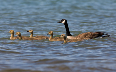 Two adult and five young Canada Geese (Branta canadensis) swimming in Grand Traverse Bay, Michigan, USA.