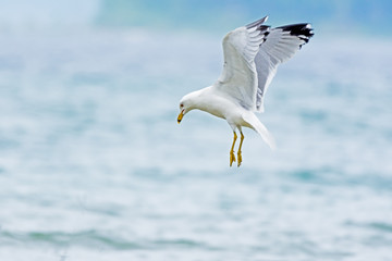 Ring-billed Gull (Larus delawarensis) diving for fish in Grand Traverse Bay, Michigan.