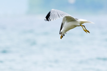 Ring-billed Gull (Larus delawarensis) diving for fish in Grand Traverse Bay, Michigan.
