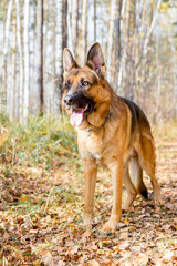 A girl walking her dog in colorful autumn forest