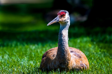 Sandhill Crane (Antigone canadensis) adult in Southeastern Michigan, USA.