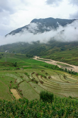 lush green rice fields in sapa vietnam