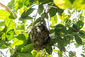 Faultier hängt in einem Baum in Costa Rica