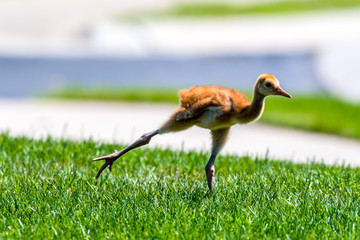 Sandhill Crane (Antigone canadensis) chick walking and stretching on the ground in Southeastern Michigan, USA.
