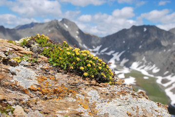 Rhodiola quadrifida